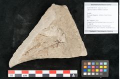 Foto (Objekt + Etikett) von Laburnum alpinum (Miller) Grisebach (NHMW-GEO-2024-0188-15014)